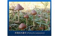 致幻蘑菇刷屏！专家：野生蘑菇中毒死亡率高达20％