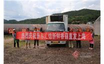 复工复产后 云南景东首车香菇运往上海