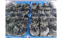 上海农科院食用菌所成功驯化野生药用菌乌灵参