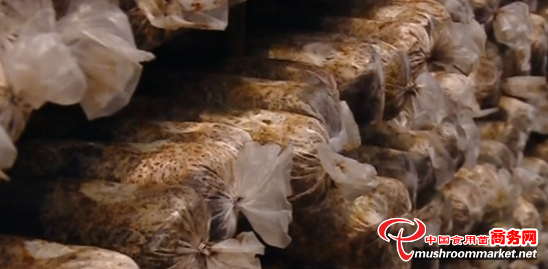 江西九江：灾后积极复产 食用菌栽培带动一方百姓致富