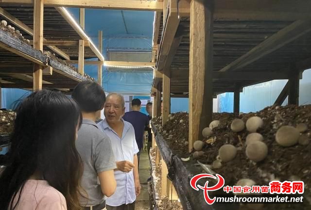 用胡庆余堂中药渣种草菇 杭州有个农夫“点渣成金”