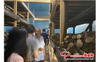 用胡庆余堂中药渣种草菇 杭州有个农夫“点渣成金”