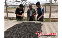 黑龙江绥阳：卖好黑木耳“第一秤”