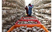 河北平泉：食用菌产业助力农民脱贫增收