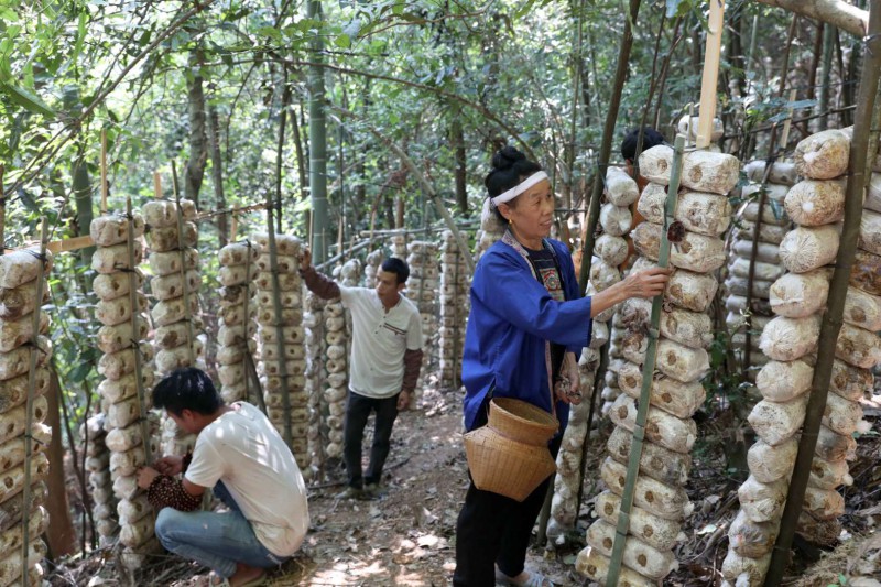 广西：林下种植食用菌 群众增收添新路