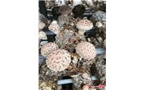 河南：获嘉县润辉生物花菇菌棒在韩国基地出菇 市场价格每公斤90-110元人民币