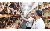 “种菇能手”助力群众脱贫致富