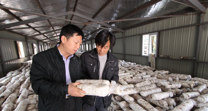 这位“菌菇大王”助农民撑起“致富伞”