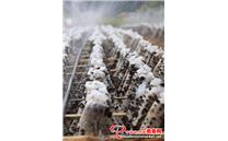 新疆博乐：小小木耳变成农民增收致富"钱串串”