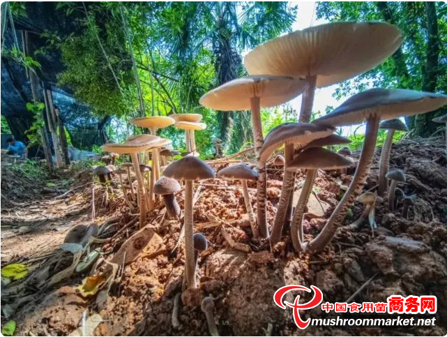 江西抚州：仿天然林下人工栽培鸡枞菇喜获成功，并获发明专利