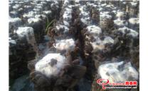 甘肃陇南：小木耳长成脱贫增收“顶梁柱”