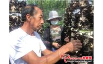 内蒙古呼和浩特：食用菌变身致富“金元宝” 带动农民持续增收