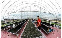 扎兰屯黑木耳成为受欧盟保护的地理标志产品