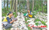 贵州凯里：林下毛木耳采摘忙 “一林多吃”前景广