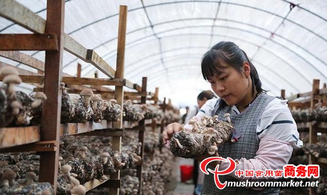 云南：宁洱食用菌扶贫车间助农脱贫