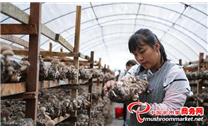 云南：宁洱食用菌扶贫车间助农脱贫