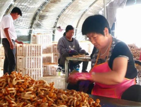 辽宁：食用菌产业助力群众就业增收