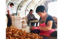 辽宁：食用菌产业助力群众就业增收