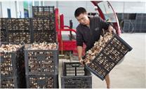 贵州：20万棒香菇迎丰收 “香溢”群众致富路