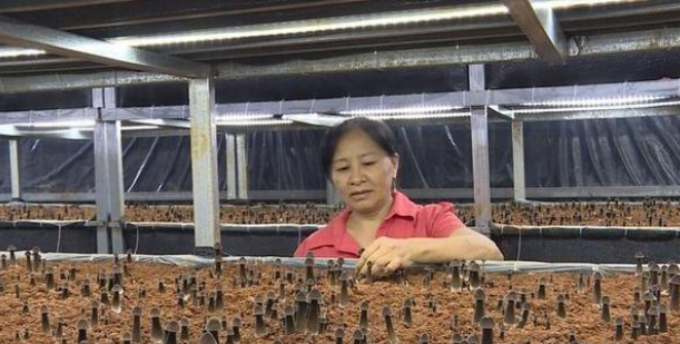 湖南永州：黑皮鸡枞菌畅销粤港澳 每斤纯利润可达7元
