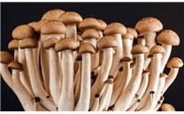 万辰生物创业板发行上市获受理
