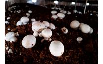 辽宁：食用菌产业铺就富民路