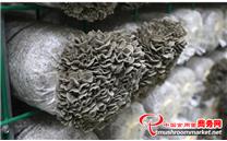 贵州遵义：菌菇鲜嫩产业兴