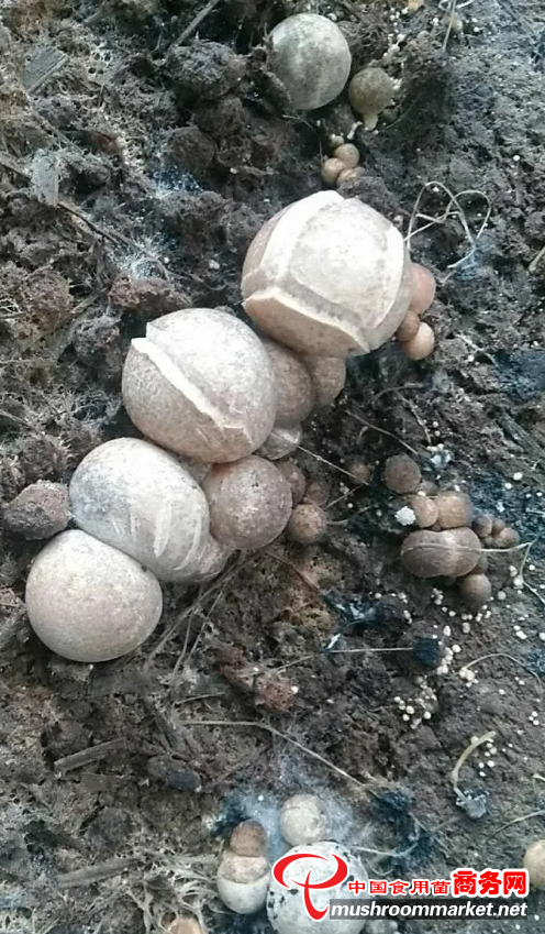 草菇菇体开裂原因及处理方法