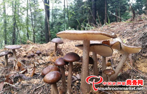 贵州黔西南州：林下露水鸡枞、榆黄蘑喜迎上市