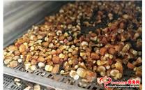 云南省文山州：小小巴西菇 开出“致富花”