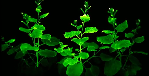 太神奇！科学家用发光蘑菇的DNA创造出生物性发光植物