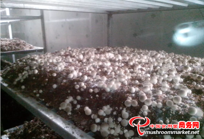 草菇栽培过程中，这个影响产量和质量的关键因素不要忽略了
