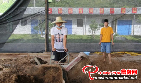 广西来宾：小小食用菌“种”出脱贫大产业