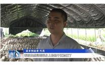 四川：食用菌绘出增收致富的幸福图景