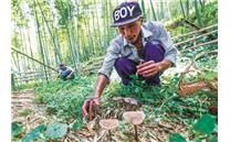 浙江：林下长根菇喜迎上市 每公斤批发价最高可达140元
