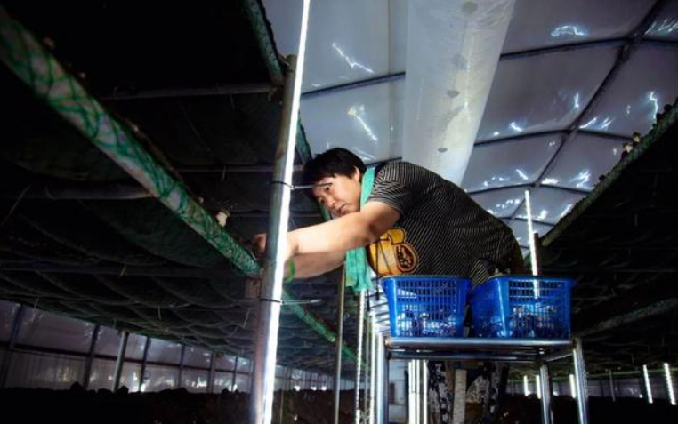 河南安阳：‘住’现代化恒温大棚的大球盖菇喜获丰收 日产1000-1500公斤