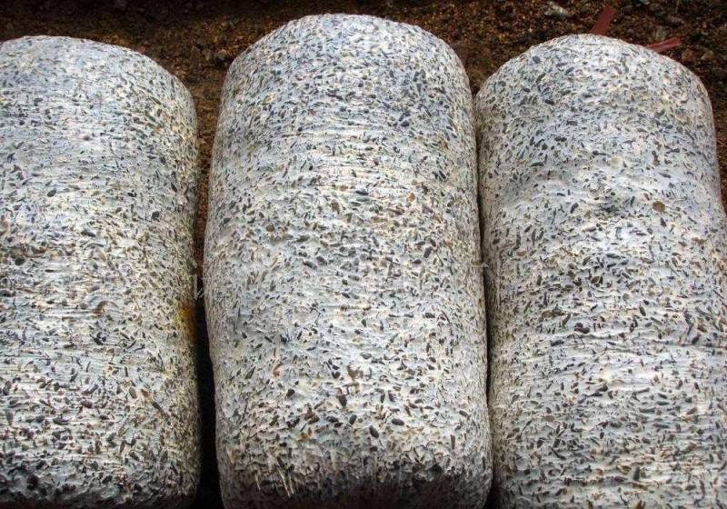 食用菌麦粒培养基钻通气—接种孔固定培养技术