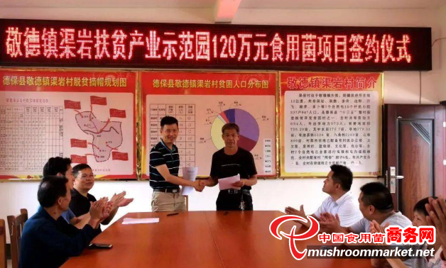 预计实现年销售收入480万元！广西敬德镇120万元食用菌集体经济项目成功签约