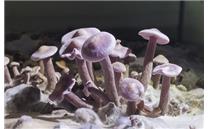 喜报！韩国首次成功开发紫丁香蘑人工箱式栽培