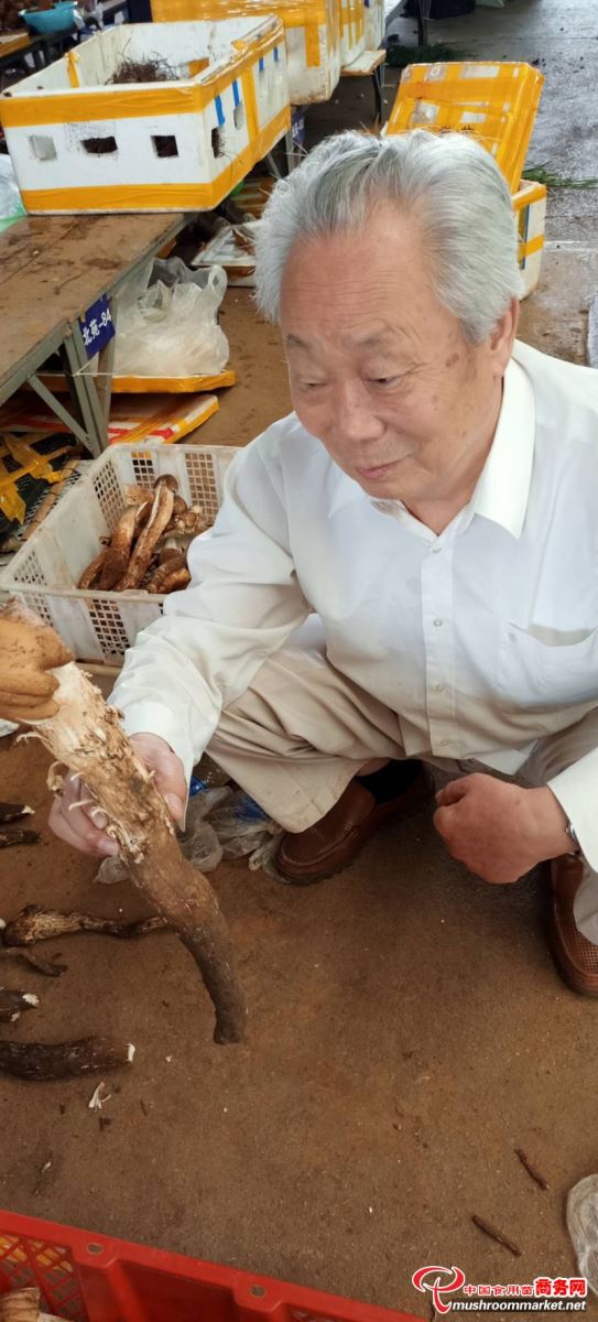 中国食用菌商务网专家顾问团专家刘德育陪同“泌阳花菇之父”张振喜老人考察云南野生菌