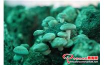 云南省：富源县食用菌产业已成为群众增收的“倍增器”