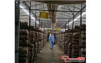 广西平乐：秀珍菇现代种植增收增就业