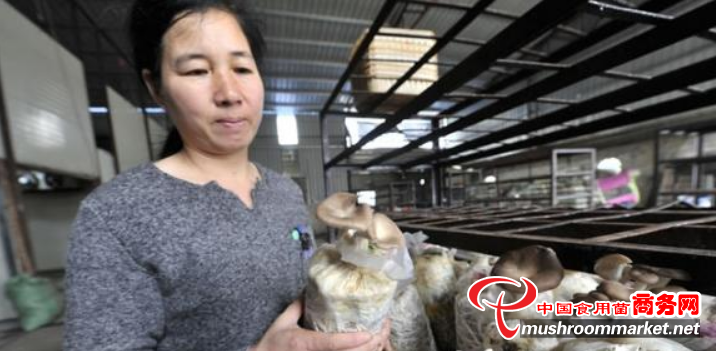 福建：福州市全方位打造食用菌全产业链