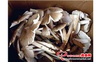 印度最昂贵的蘑菇，仅在两个州出售，每公斤1200卢比