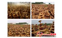 中国（冠县）第三届灵芝文化节将于9月25日-26日盛大开幕