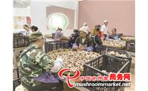 贵州水城县：围绕农村产业革命“八要素” 大力发展食用菌产业