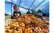 黑龙江五常市：融创义工联盟助力扶贫 食用菌成为“扶贫之花”