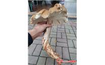 贵州兴义市：惊现大鸡枞，重达1斤5两，直径35厘米