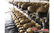 北京首次实现银耳本地规模化生产