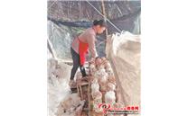 福建德化县：加入合作社 促进香菇产业发展